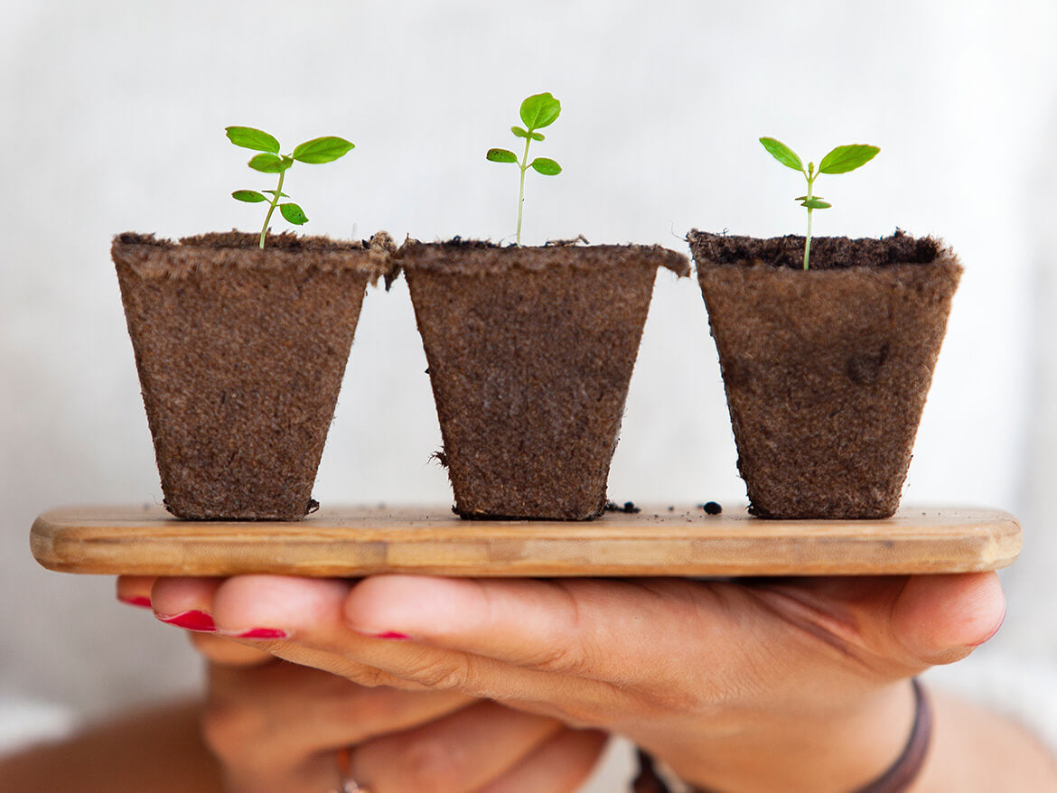 Organic Saplings from our Garden